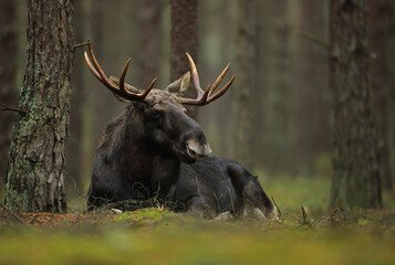 Łoś (Alces alces) moose © Bartosz Rakoczy