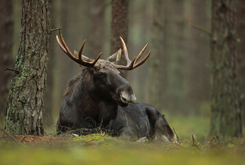 Łoś (Alces alces) moose © Bartosz Rakoczy
