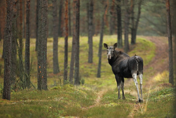 Łoś (Alces alces) moose © Bartosz Rakoczy