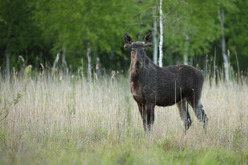 Łoś (Alces alces) moose © Bartosz Rakoczy