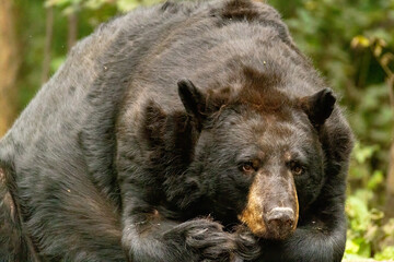 Fototapeta premium American Black Bear