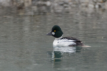 Obraz premium Common Goldeneye adult male taken in southern Alaska