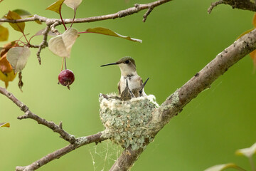 Ruby-throated Hummingbird