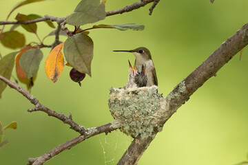 Ruby-throated Hummingbird