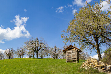 Blooming orchard with a wild bee house under the sunny sky
