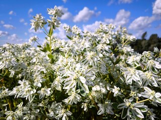 Very beautiful white flowers for a flower bed. Euphorbia bordered with Marginata.