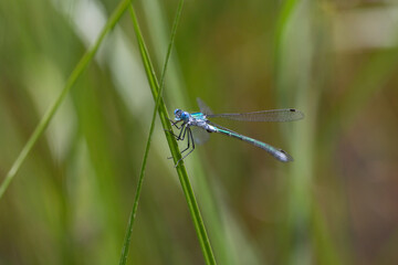стрекозы- Odonata