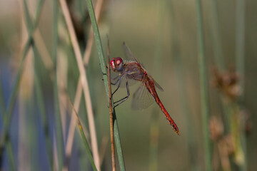 стрекозы- Odonata