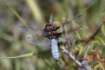 стрекозы- Odonata