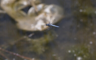 стрекозы- Odonata