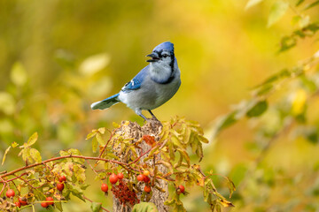 Blue Jay in fall colors