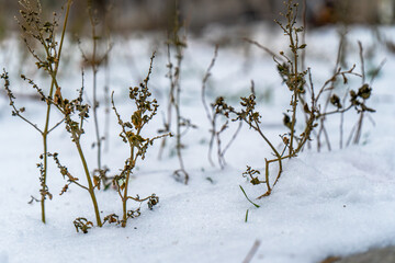 A detailed view of dried plants standing in a snowy field. The brittle stems and shriveled leaves contrast sharply with the pure white snow, encapsulating the harshness and beauty of winter landscapes