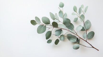 Eucalyptus Leaves on White Surface