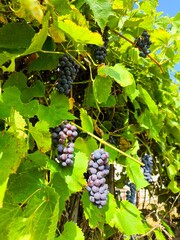 Ripe blue grapes on a vine. Beautiful bunch of black nebbiolo grapes with green leaves in September