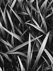 Black and White Plant Collection