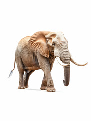 Obraz premium African Elephant Walking, Isolated, Wildlife Safari, Conservation Poster.