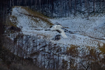 Grus japonensis. The Japanese crane is the rarest crane species after the white crane.
