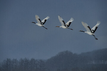 Grus japonensis. The Japanese crane is the rarest crane species after the white crane.
