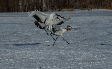 Obraz premium Grus japonensis. The Japanese crane is the rarest crane species after the white crane.