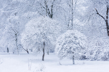 Winter landscape: trees covered with snow after snowfall