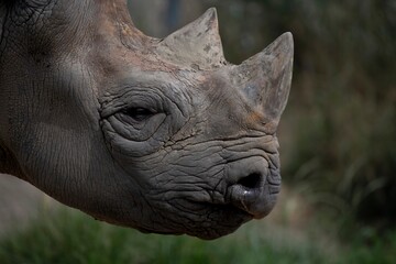 The Eastern Black Rhinoceros (Diceros bicornis michaeli), also known as the East African Black Rhinoceros. © Vine.Photographic