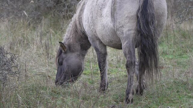 Semi-wild Polish Konik horse eating grass on a meadow near the forest