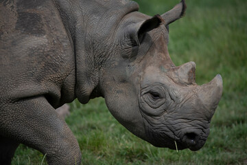 Fototapeta premium The Eastern Black Rhinoceros (Diceros bicornis michaeli), also known as the East African Black Rhinoceros.