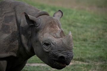 Fototapeta premium The Eastern Black Rhinoceros (Diceros bicornis michaeli), also known as the East African Black Rhinoceros.