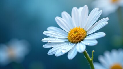 Fototapeta premium Macro photography delicate white daisy petals dewdrops crystal