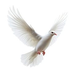 Fototapeta premium White Dove in Flight
