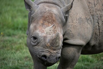 Fototapeta premium The Eastern Black Rhinoceros (Diceros bicornis michaeli), also known as the East African Black Rhinoceros.