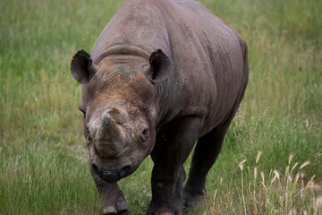 Fototapeta premium The Eastern Black Rhinoceros (Diceros bicornis michaeli), also known as the East African Black Rhinoceros.