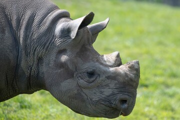 The Eastern Black Rhinoceros (Diceros bicornis michaeli), also known as the East African Black...