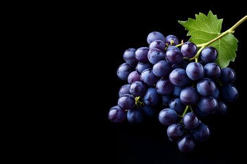 Fototapeta premium Lush dark grapes on vine, black background, studio shot, food photography, winemaking.