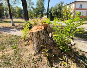 Freshly cut tree . The image showcases the aftermath of tree cutting, with young plants sprouting from the stump, symbolizing regrowth. tree cut, tree stump