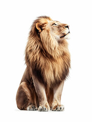 Obraz premium Majestic Male Lion Sitting, Studio Shot, White Background, Wildlife Photography, Conservation.