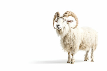 Fototapeta premium Majestic White Ram Standing, Isolated, Studio, Agriculture, Farming.