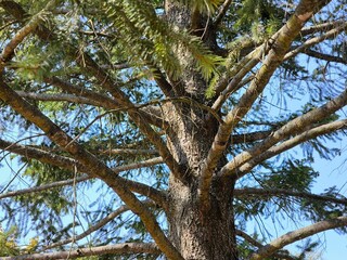 Spruce trunk and branches