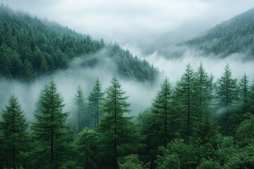 A forest with trees and fog