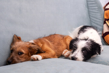 A brown and white dog is comfortably laying on a blue couch