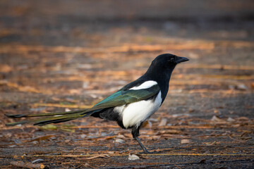 A magpie stands on the ground with dry leaves perpendicular to the camera lens on a sunny autumn day. 