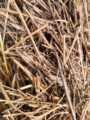 Hay straw texture. Closeup of old aged dry grass straw texture vertical background.