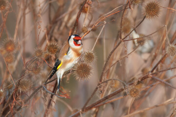  On a sunny autumn day, the European goldfinch sits on dry plants and eats dry seeds toward the camera lens.