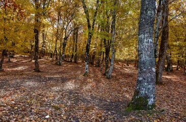 rural areas and landscapes. Autumn season and photos of trees and forests with yellowed leaves.