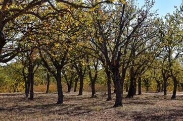 rural areas and landscapes. Autumn season and photos of trees and forests with yellowed leaves.