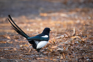 A magpie stands on the ground with dry leaves perpendicular to the camera lens on a sunny autumn day.	
