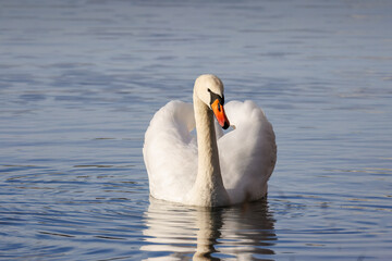 An adult mute swan swims in the calm water with reflection toward the camera lens on a sunny autumn day.