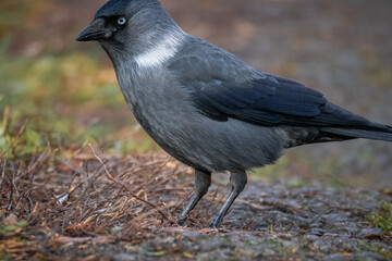 close-up a jackdaw stands on the ground perpendicular to the camera lens on a cloudy autumn day. 