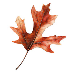 Naklejka premium Realistic botanical illustration of a single dried orange oak leaf isolated on white background autumn fall foliage nature detail macro close up view colorful changing season tree plant flora leaf