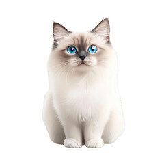 Obraz premium Ragdoll Cat Cute Kitten Blue Eyes Fluffy White Fur Pet Animal Portrait Feline Domestic Breed Adorable Sweet Feline Companion Gentle Nature Playful Kitty Lovely Whiskers Paws Isolated Background